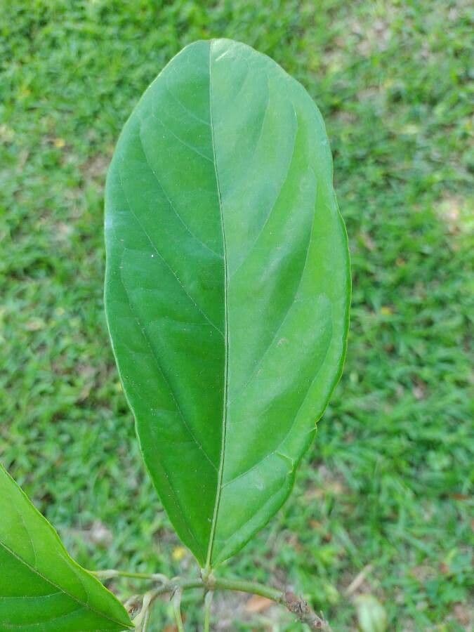 Cola acuminata 6