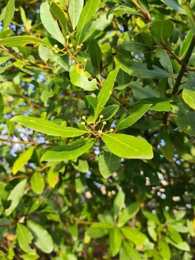 Laurel 16