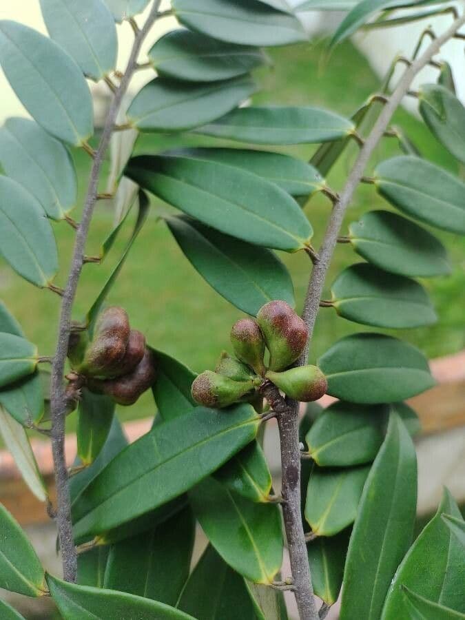 Xylopia 5