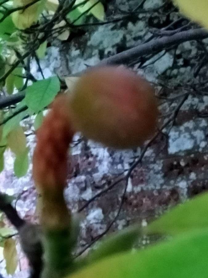 Neoshirakia giapponese 2