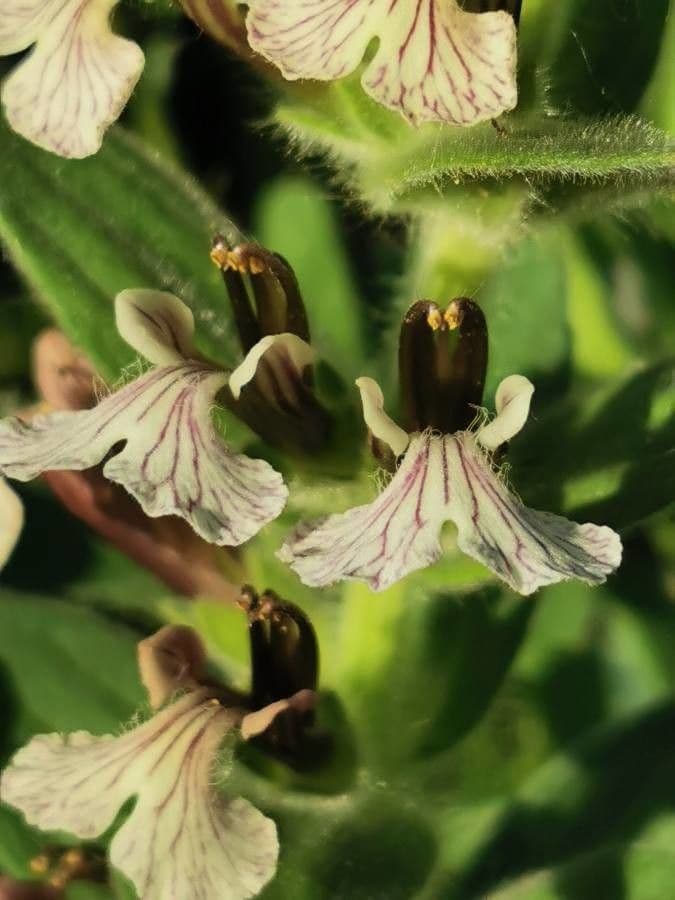 Ajuga 4