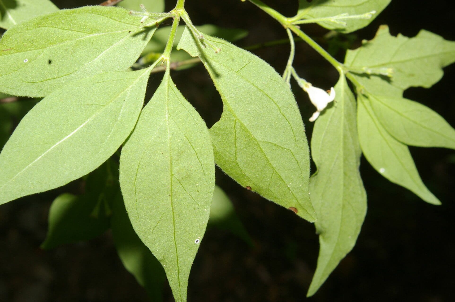 Chiococca 8