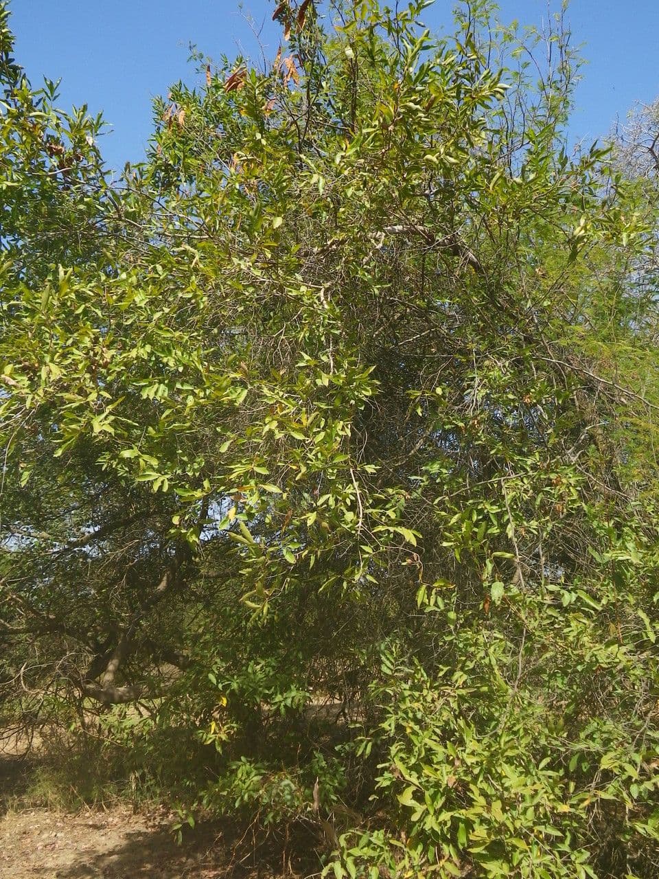 Combretum nigricans 4