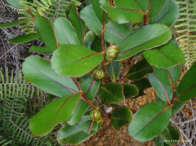 Nothofagus 8