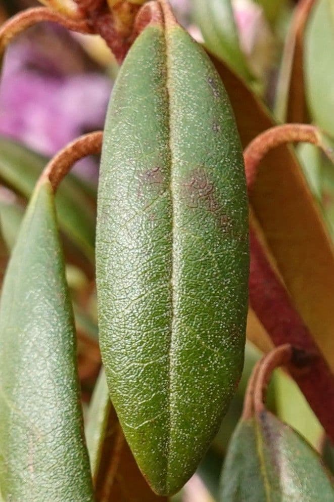 Rododendron rezavý 12