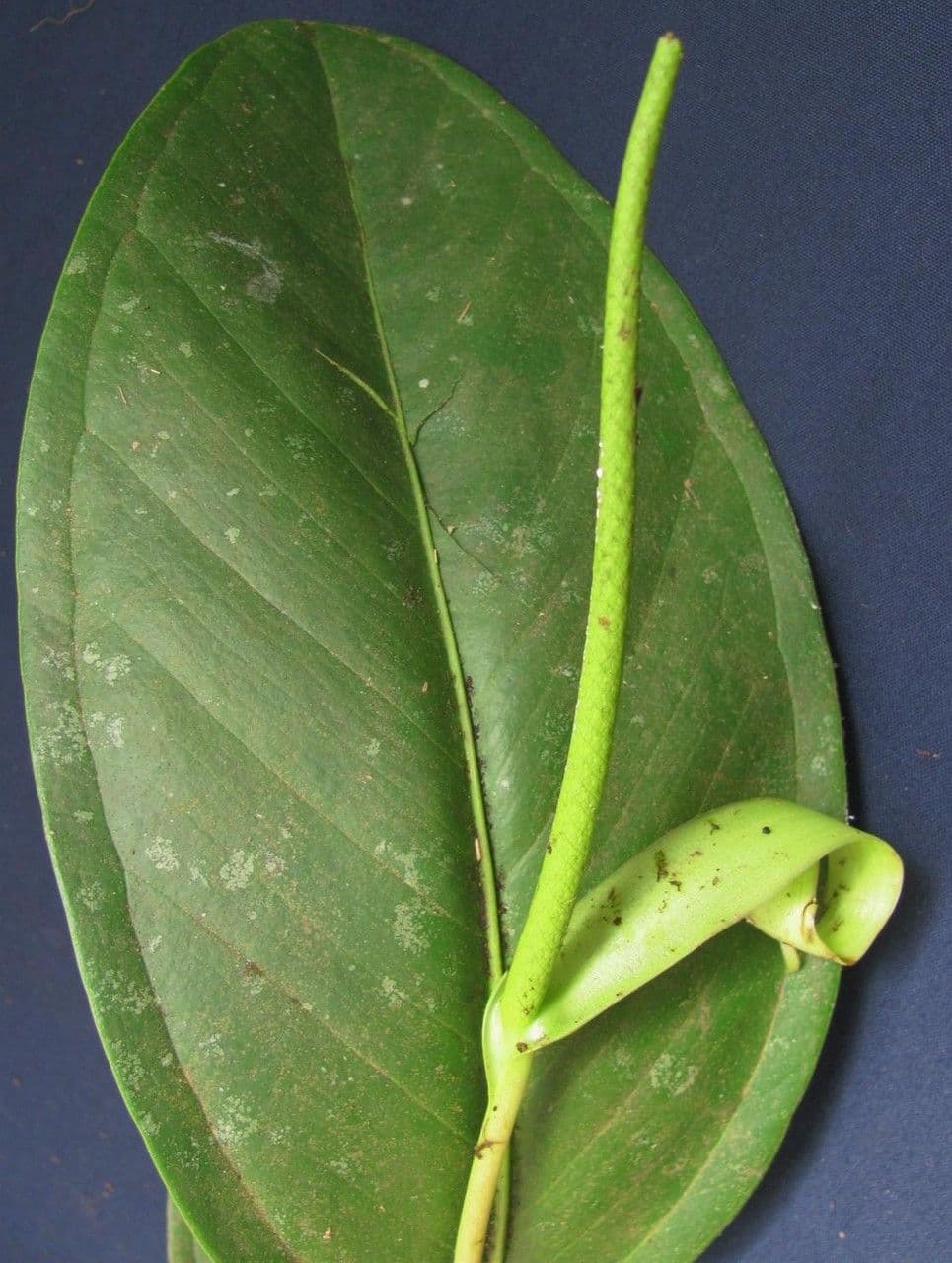 Anturio 4