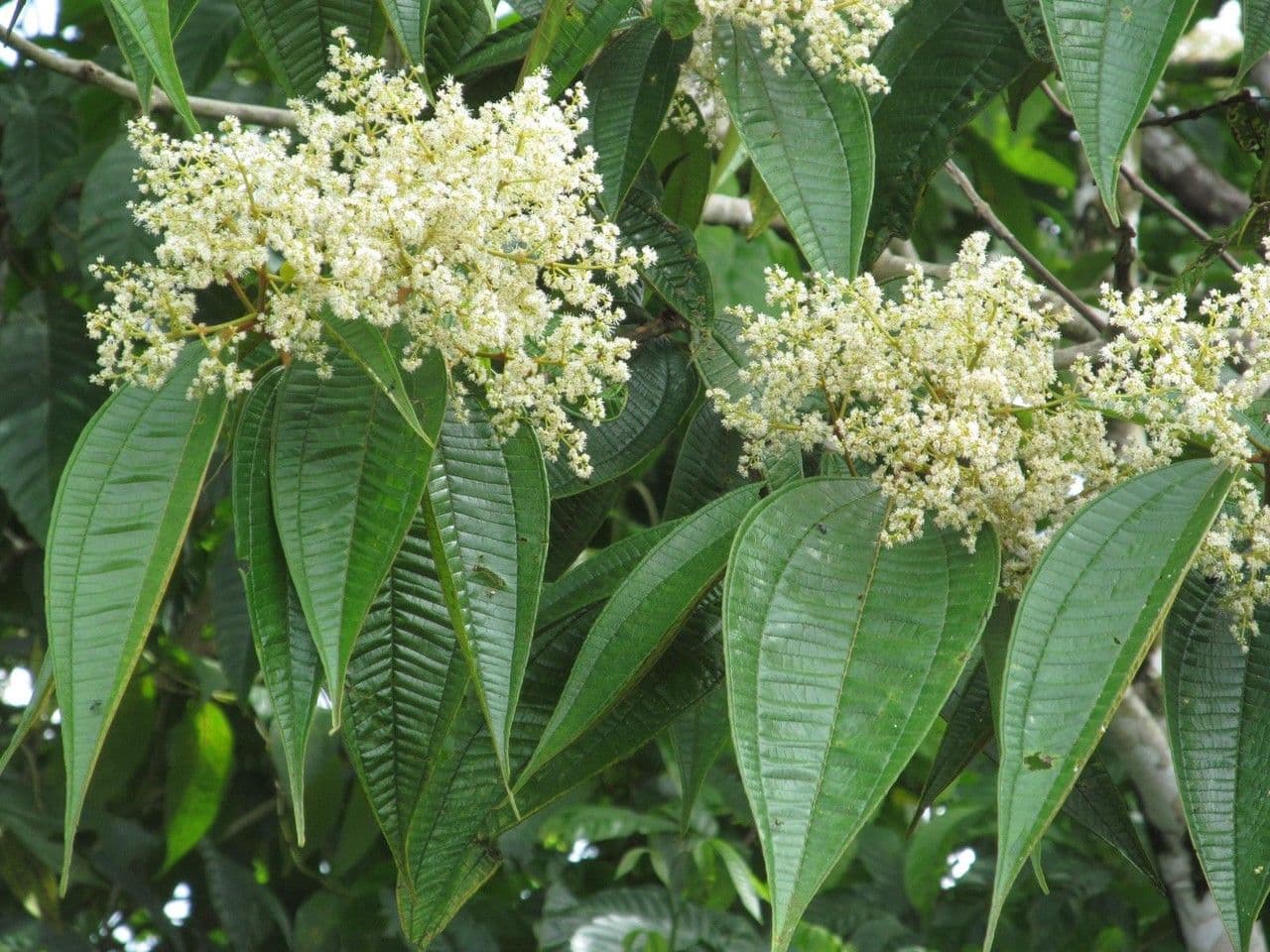 Miconia 15