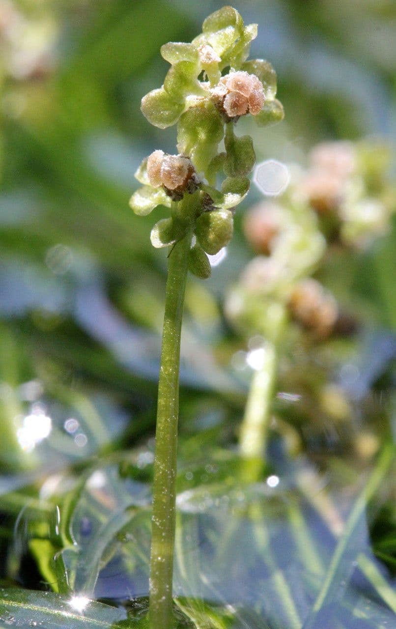 Brasca minima