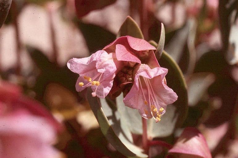 Mirabilis alata