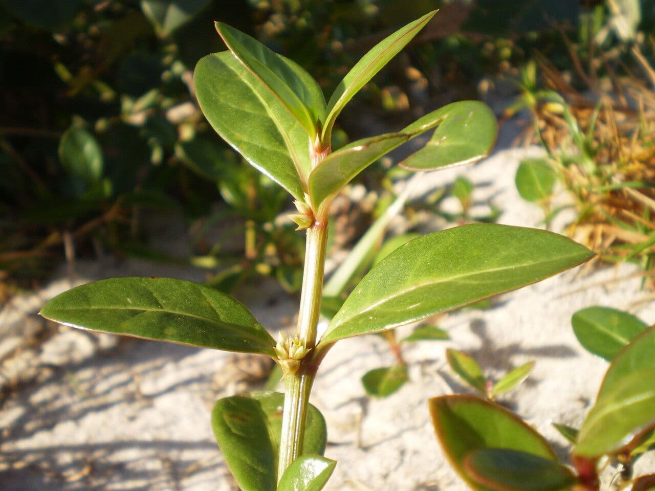 Alternanthera 13