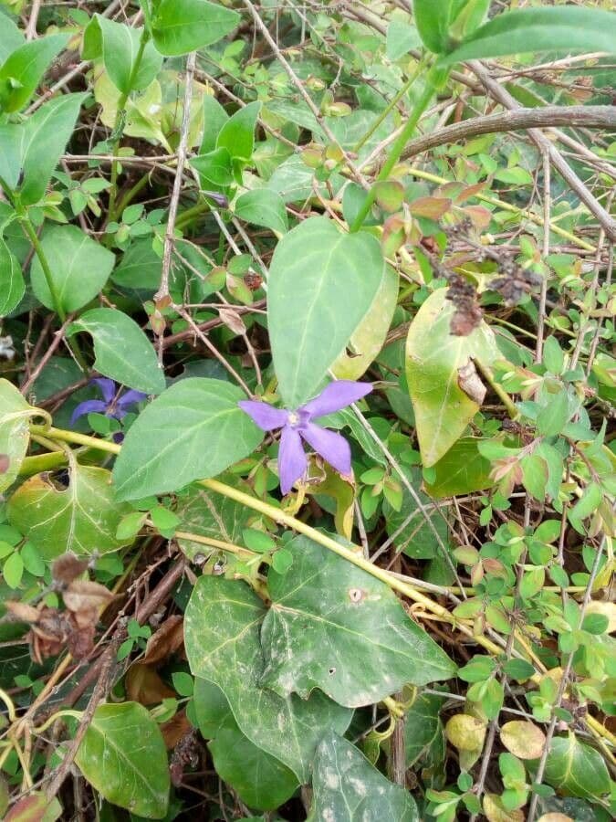 Pervinca erbacea 2