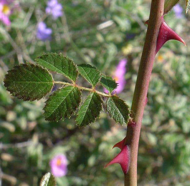 Kleinblütige Rose 19