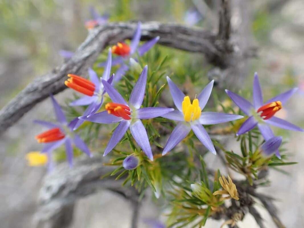 Calectasia