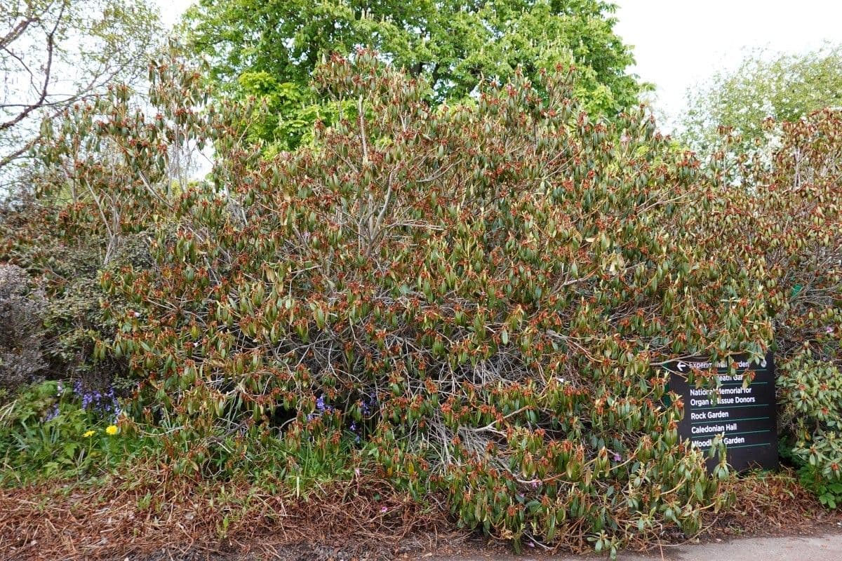 Rododendron rezavý 10
