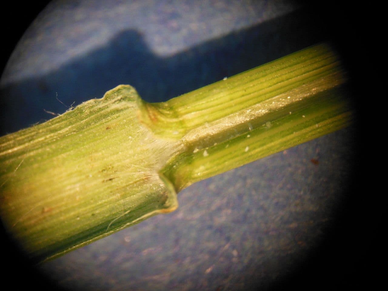 Molinia 24
