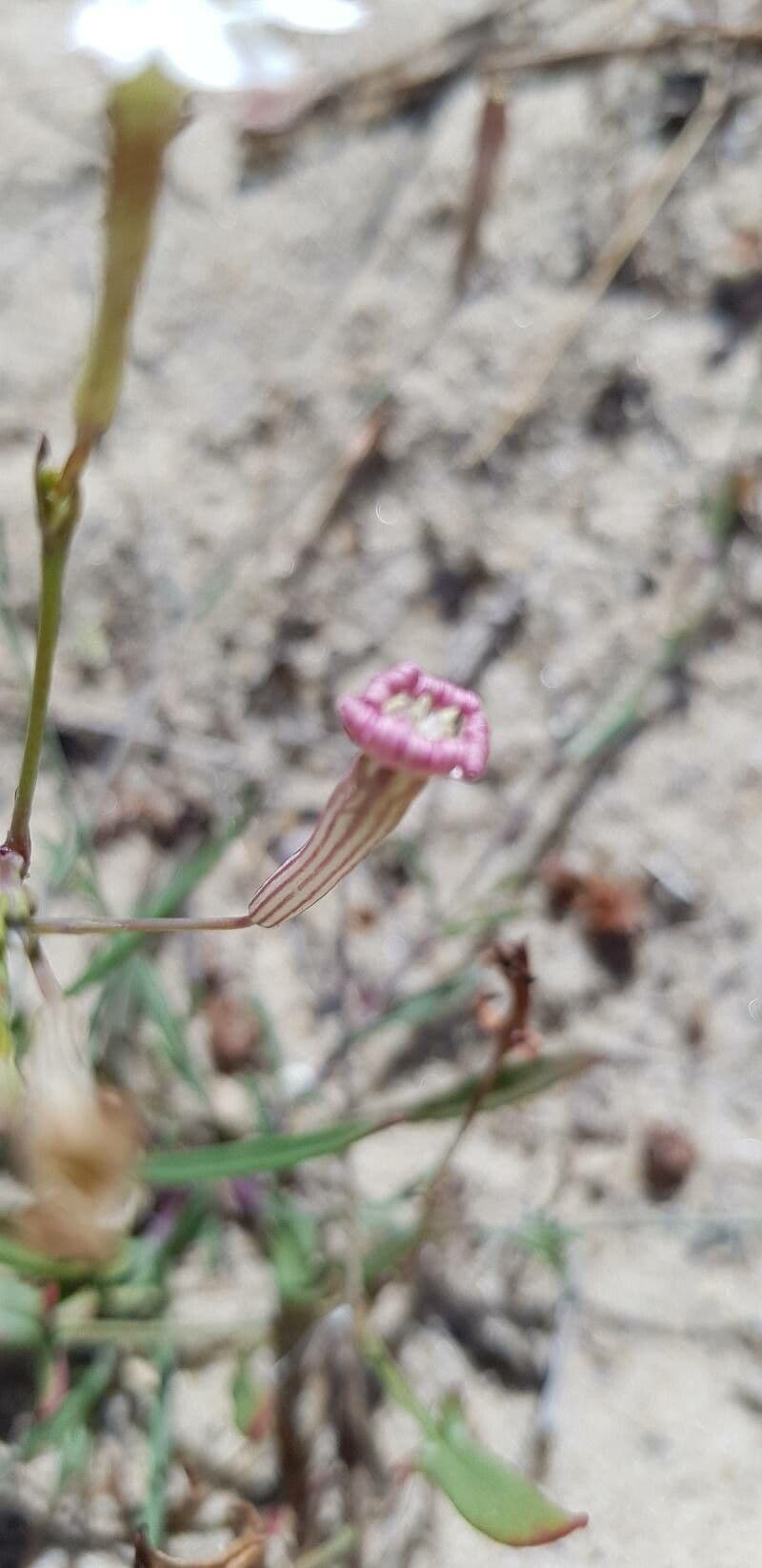 Silene portensis 23