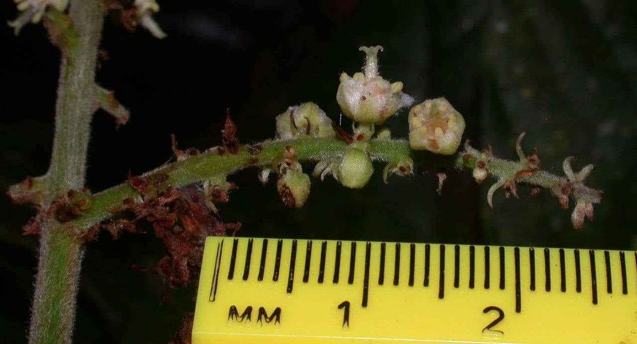 Cupania rossastra 3
