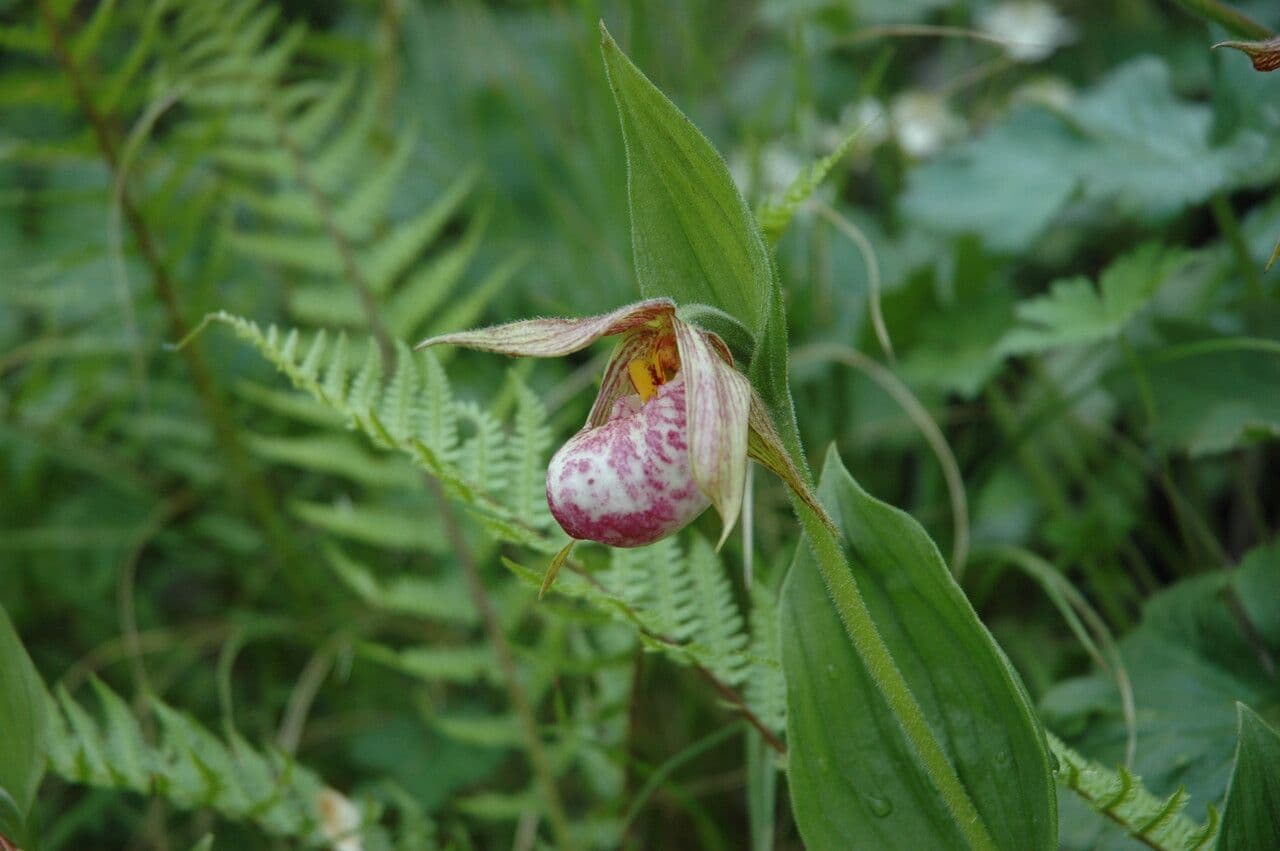 Cipripedio himalayano 3