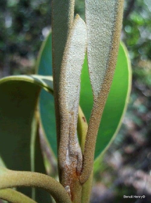 Solmsia calophylla 16