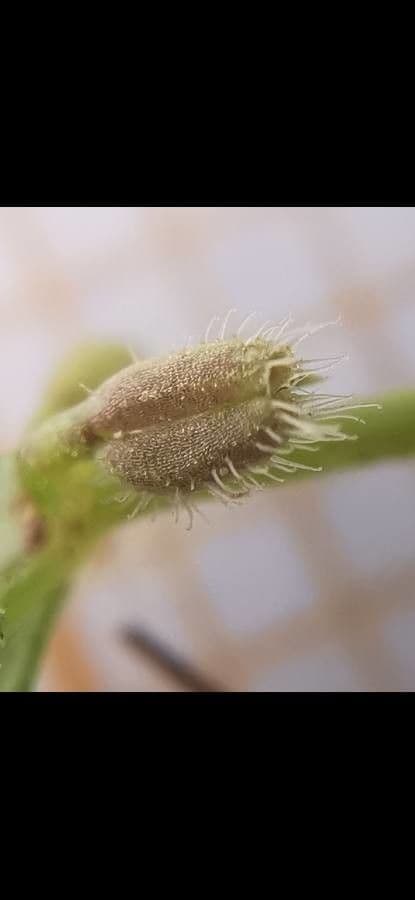 Galium murale