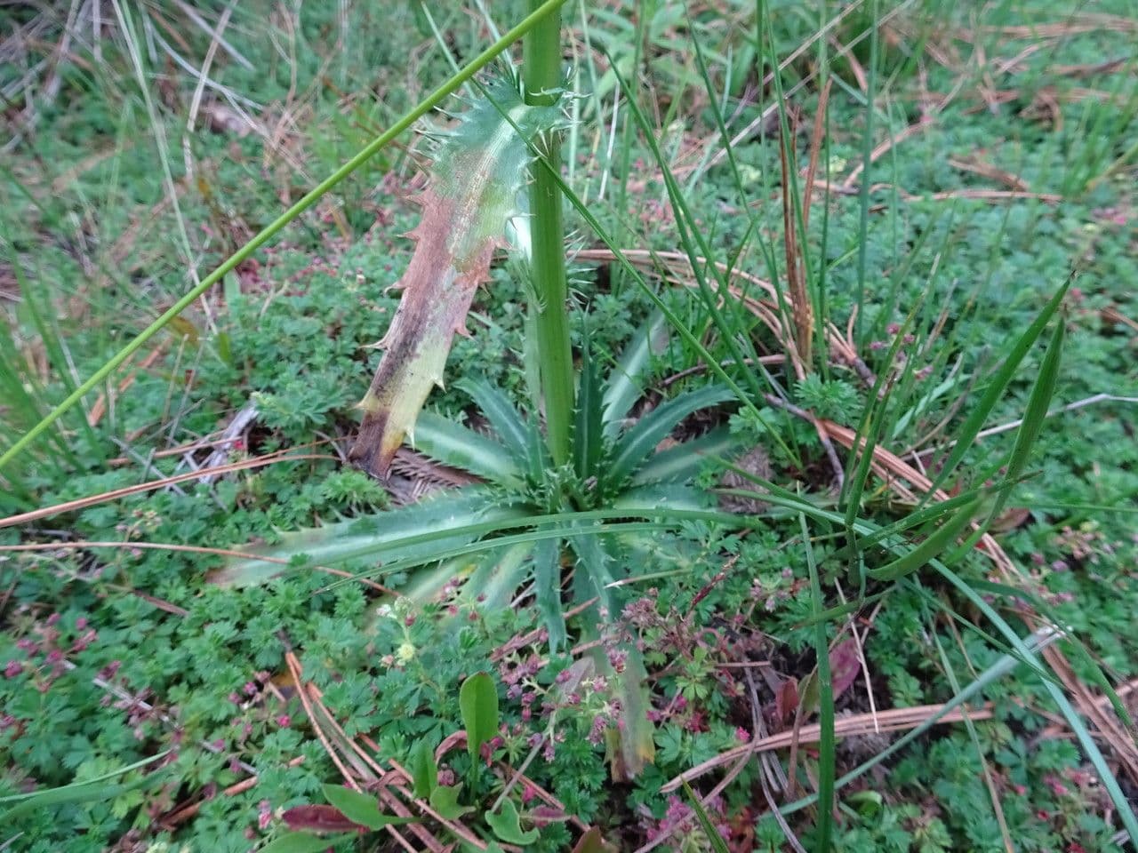 Panicaut de Deppe 5
