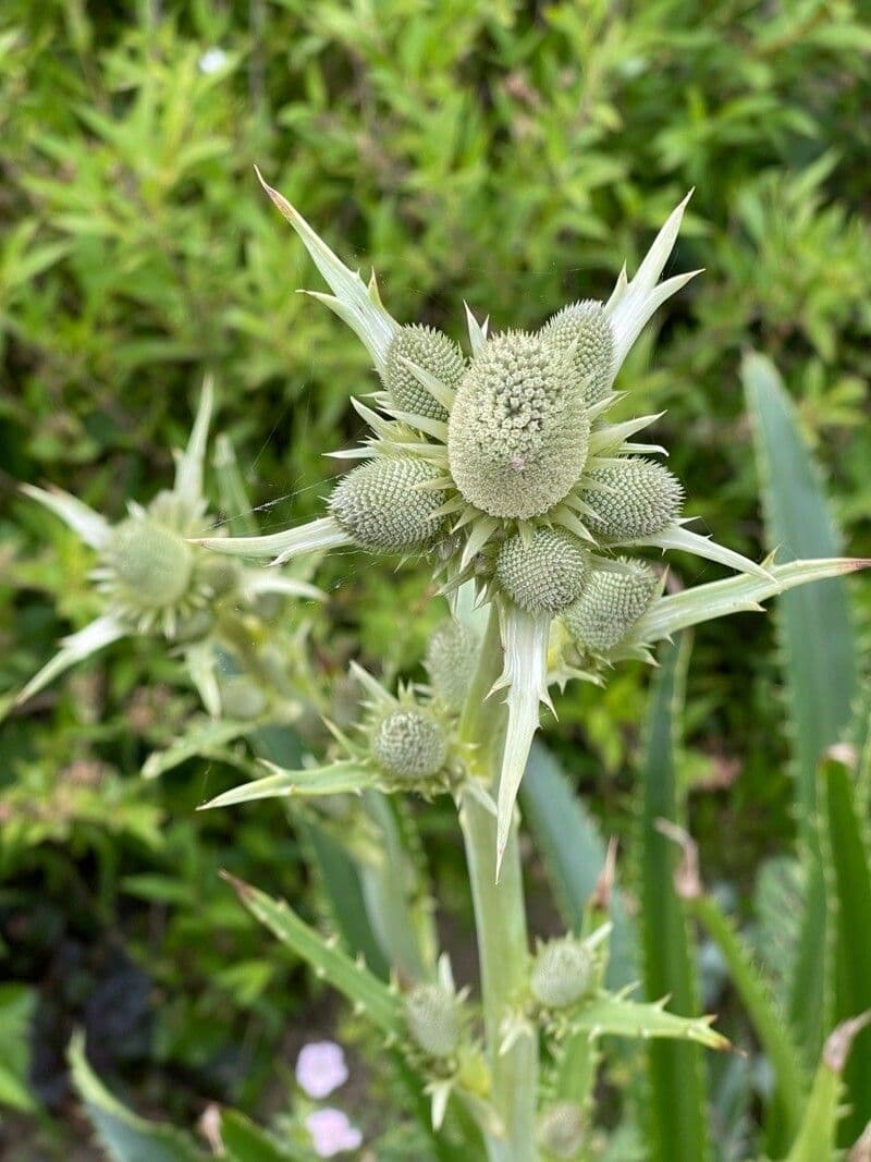 Panicaut 3