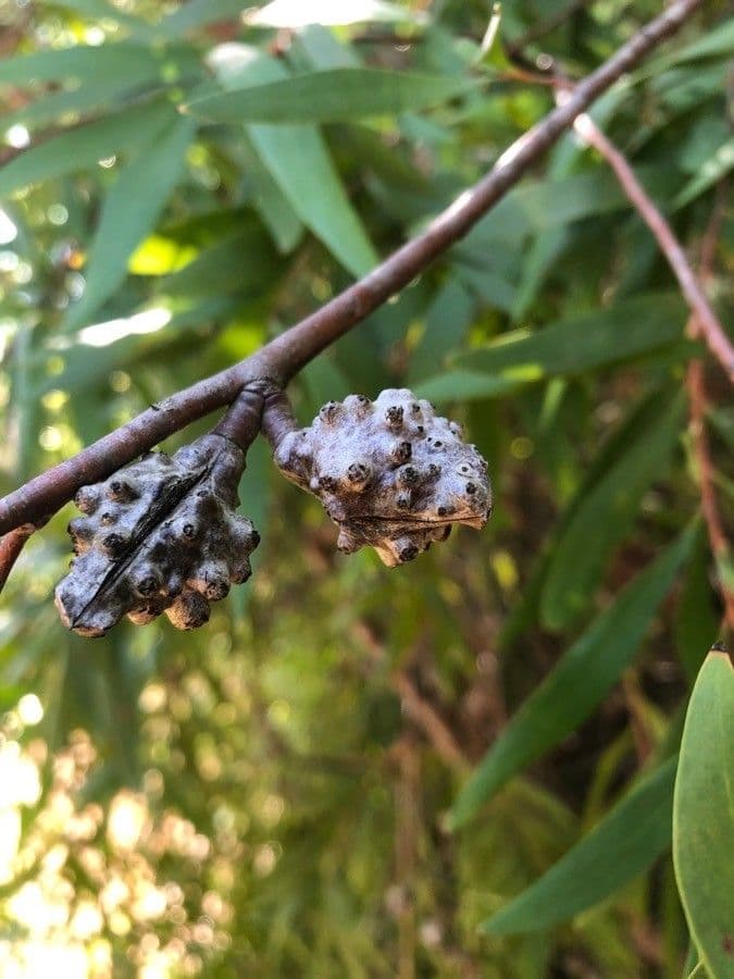 Weidenblättrige Hakea 3