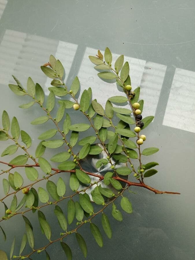 Breynia vitis-idaea 12