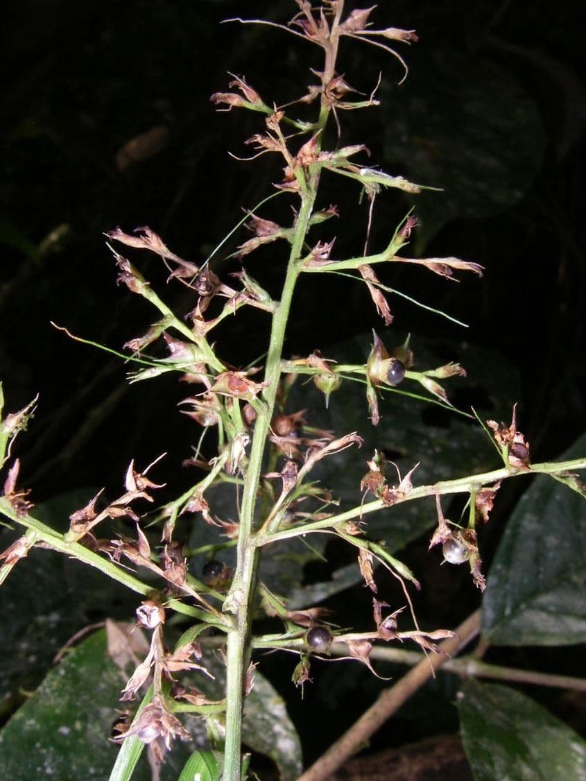 Scleria 14