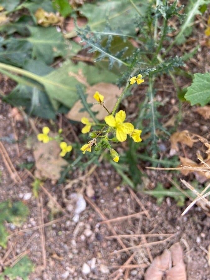Bunias erucago 8