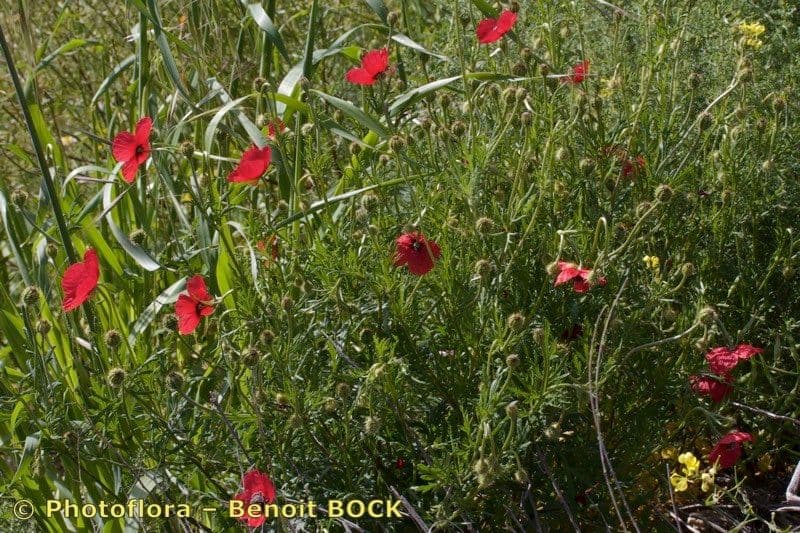 Bastard-Mohn 22