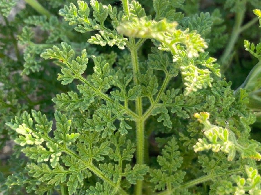Athamanta sicula 3