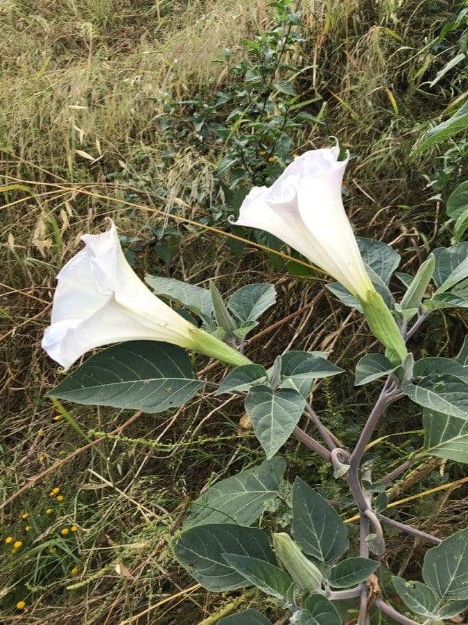 Datura di Wright 14