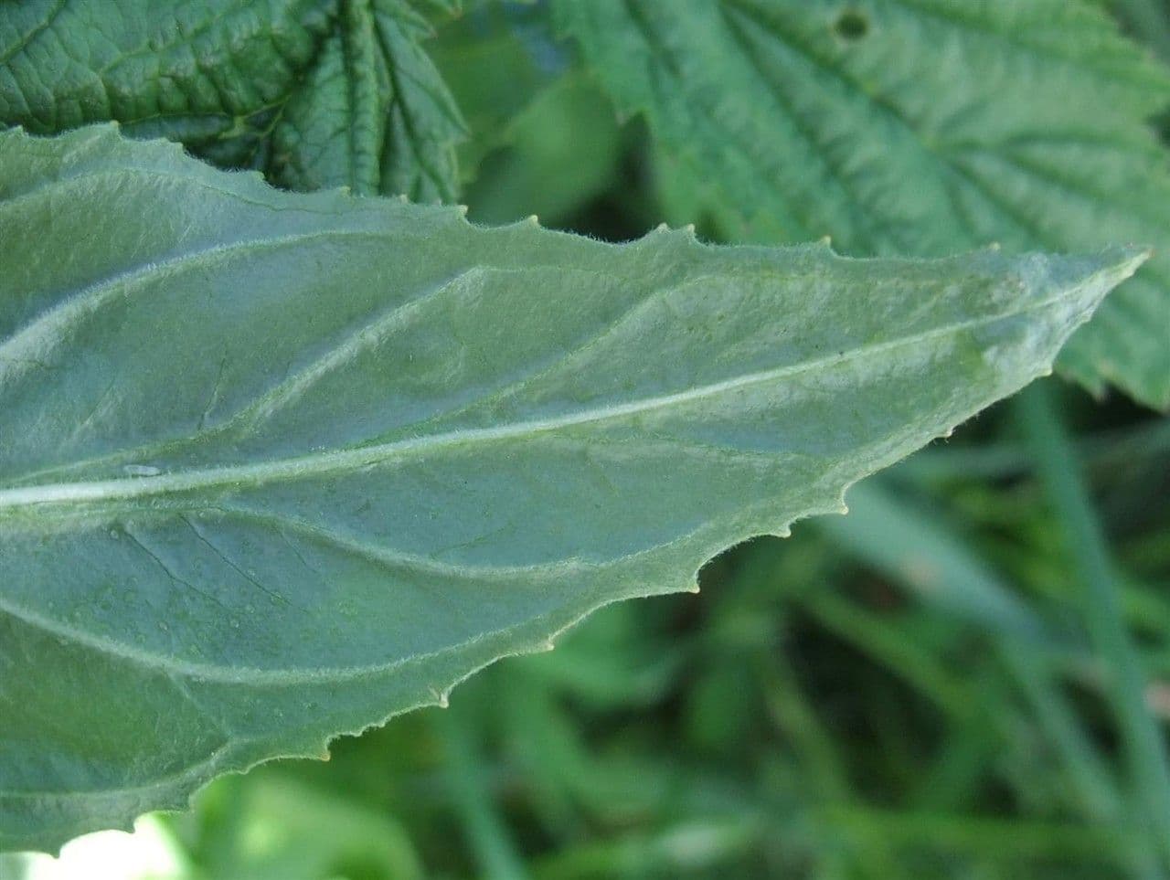 Epilobium alpestre 19