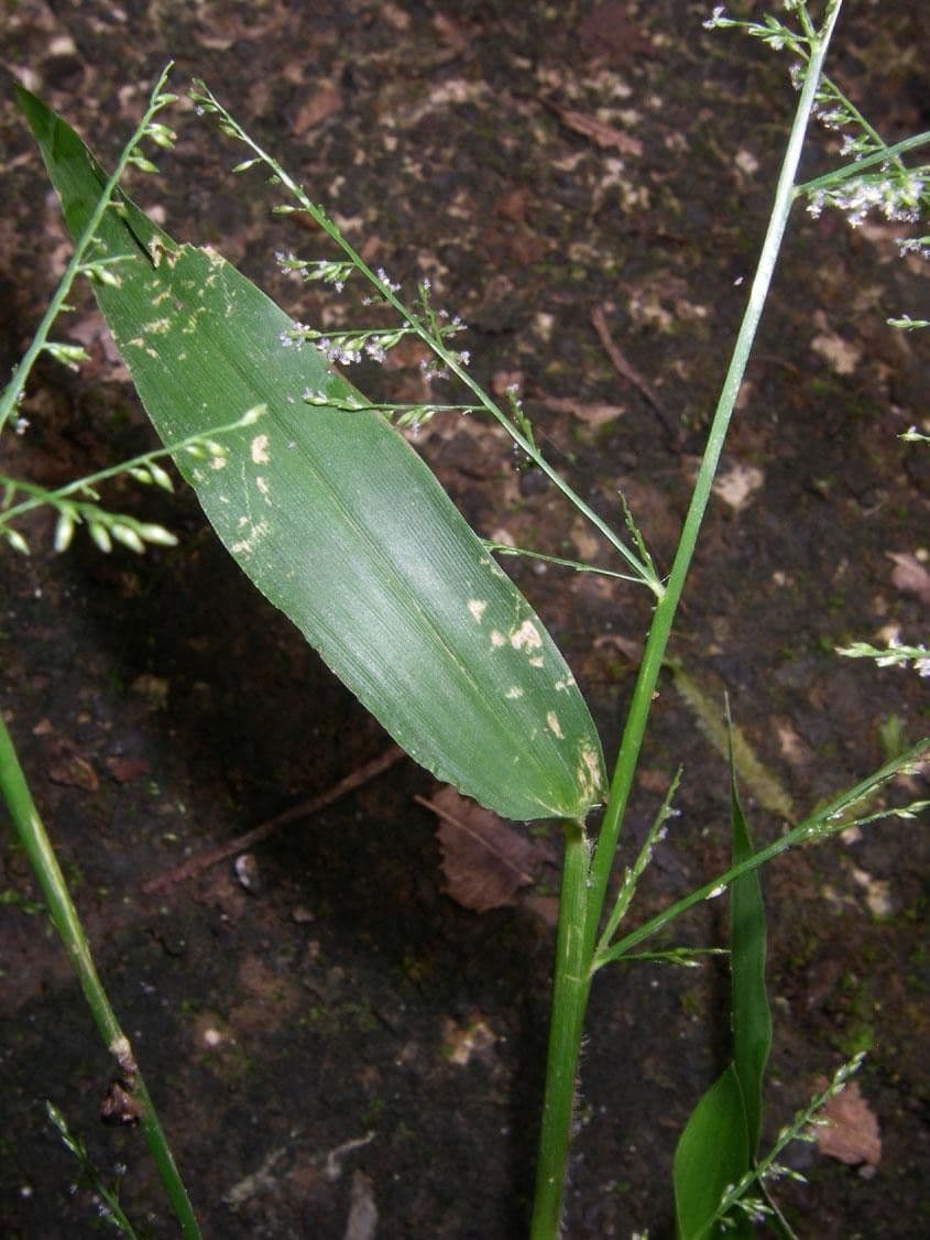 Panicum 12