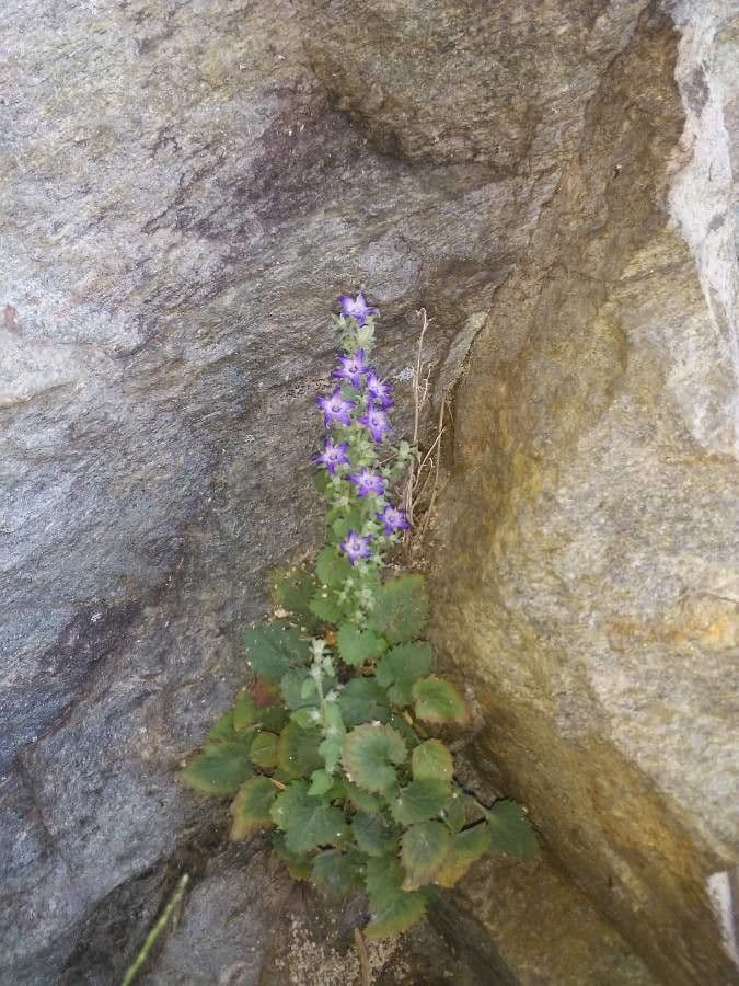 Campanula dell'Adriatico 5