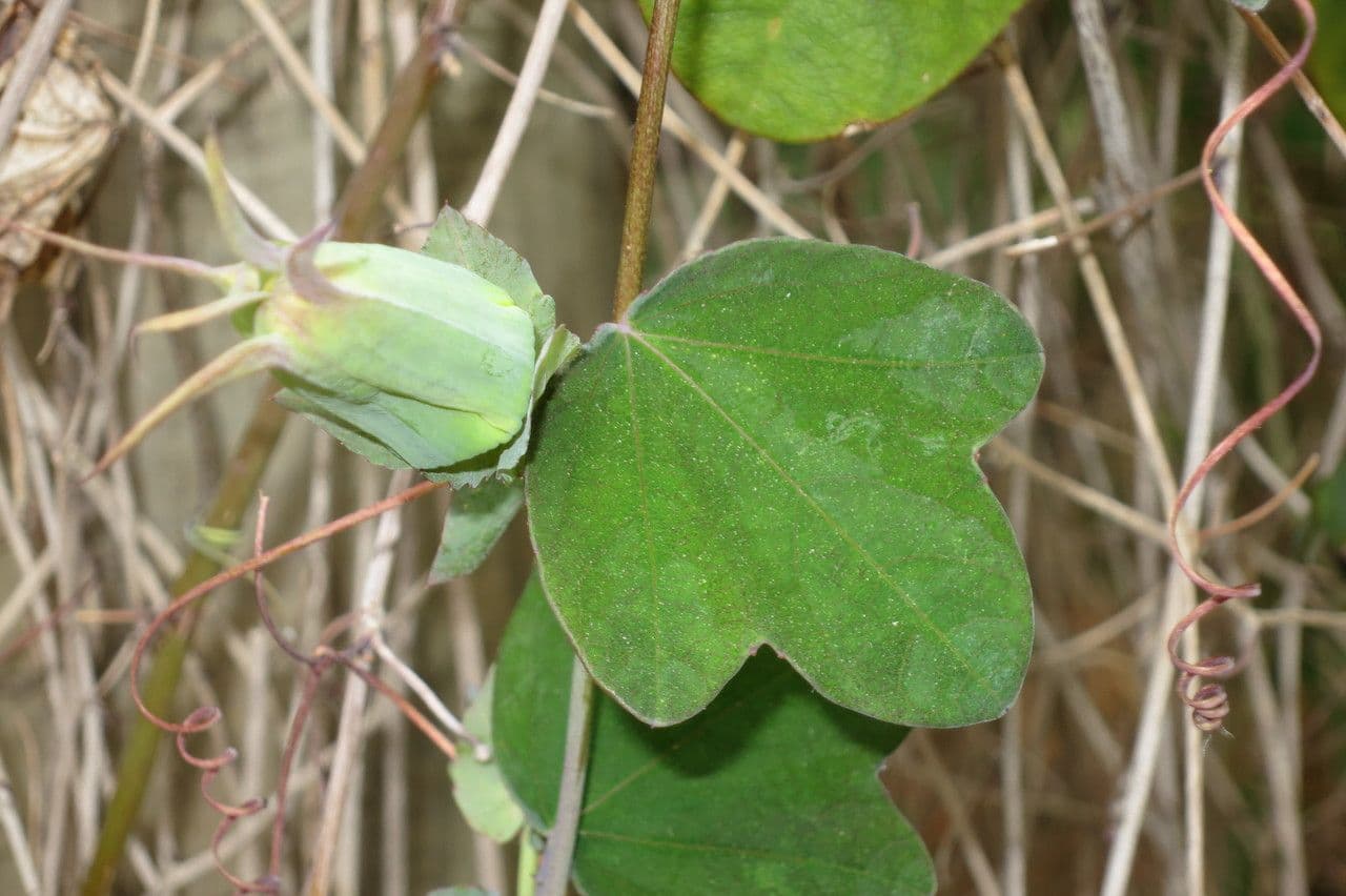 Passiflora 8