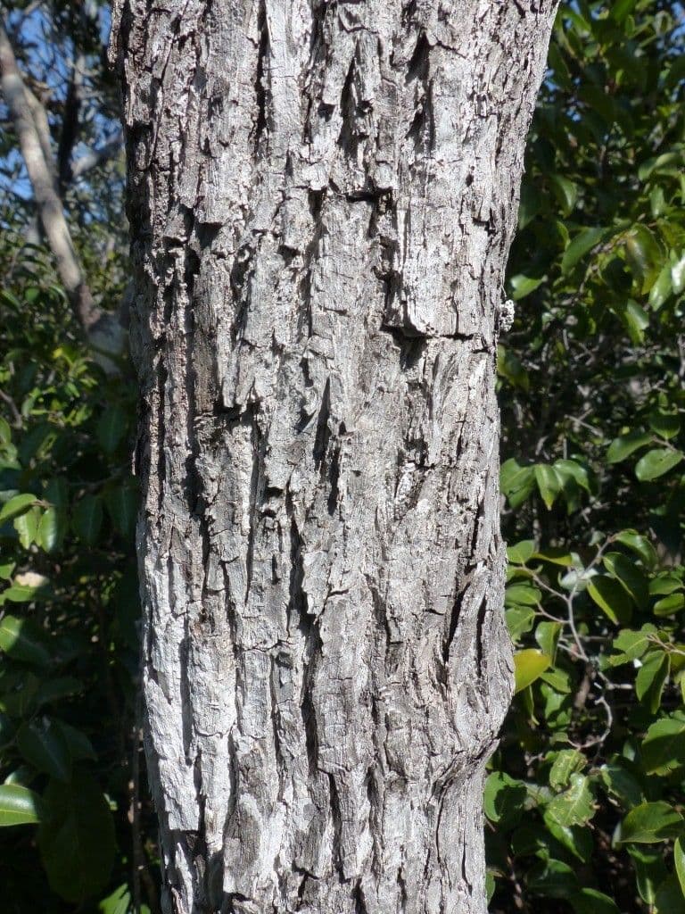 Planchonella a stilo sottile 7