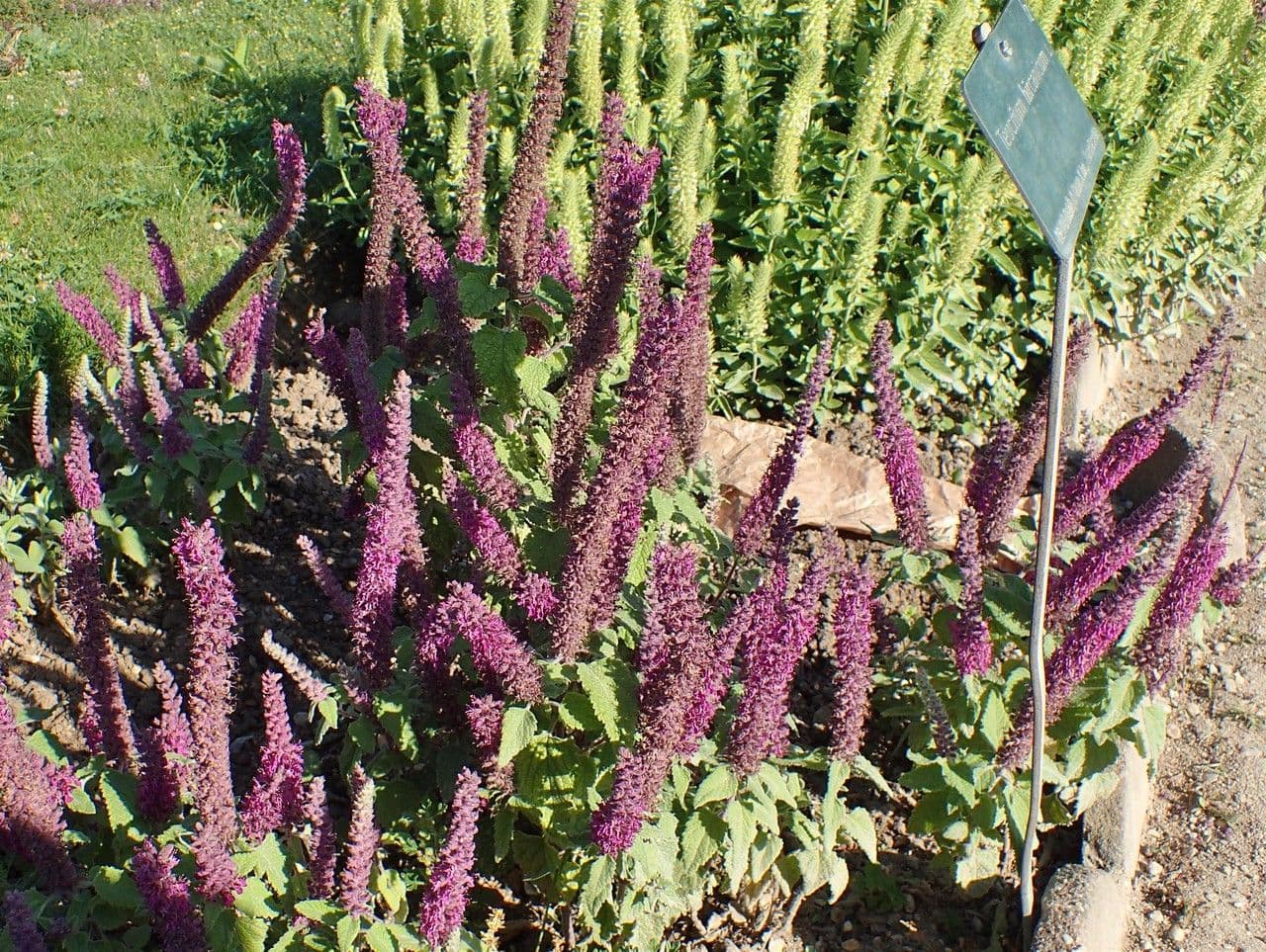 Teucrium hircanicum 6
