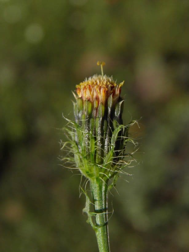Poreleaf Dogweed 2