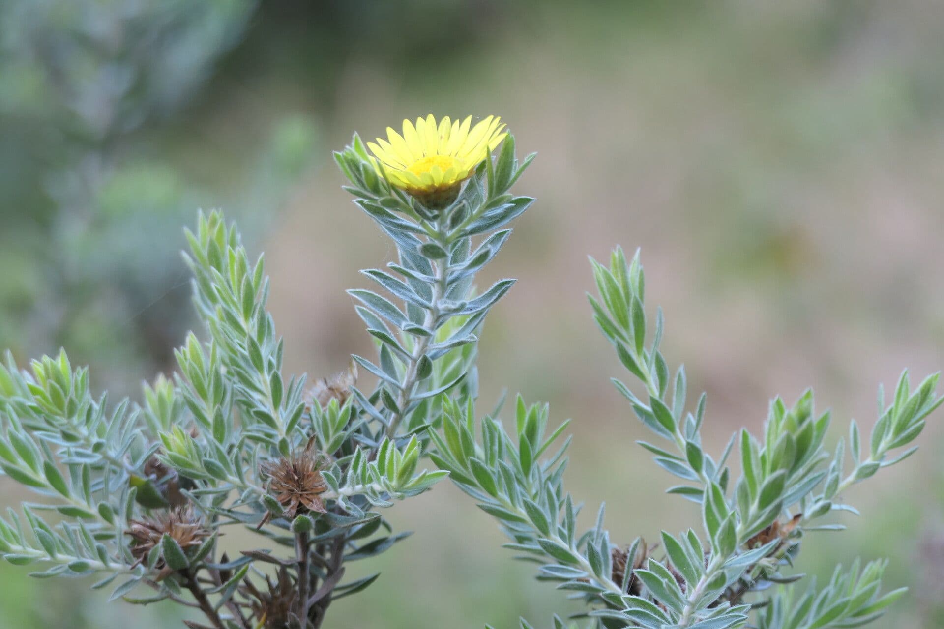 Relhania calicina 2