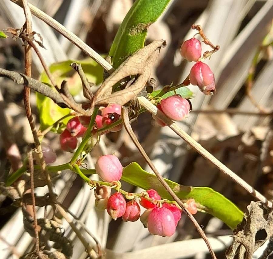 Muehlenbeckia 4