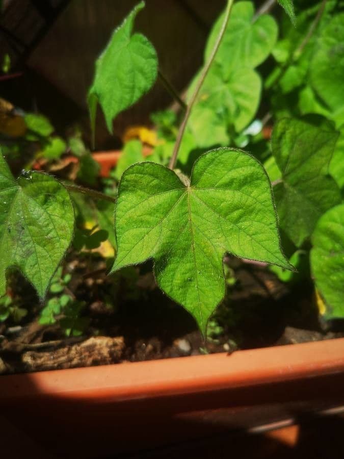 Ipomoea triloba 15
