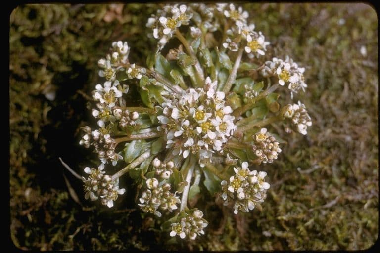 Cochlearia groenlandica 6