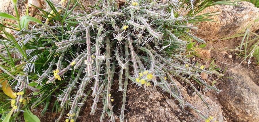 Pryšec 9