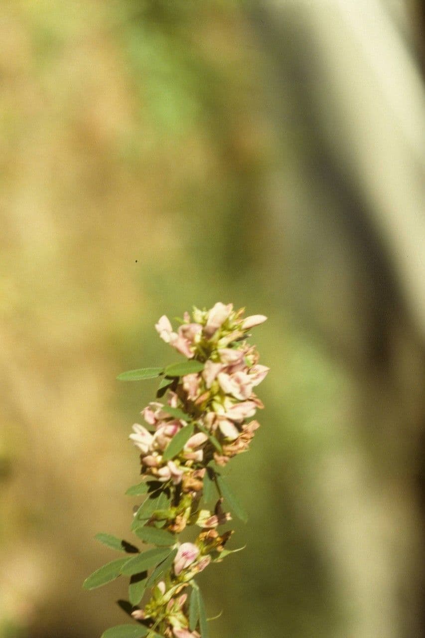 Lespedeza 2
