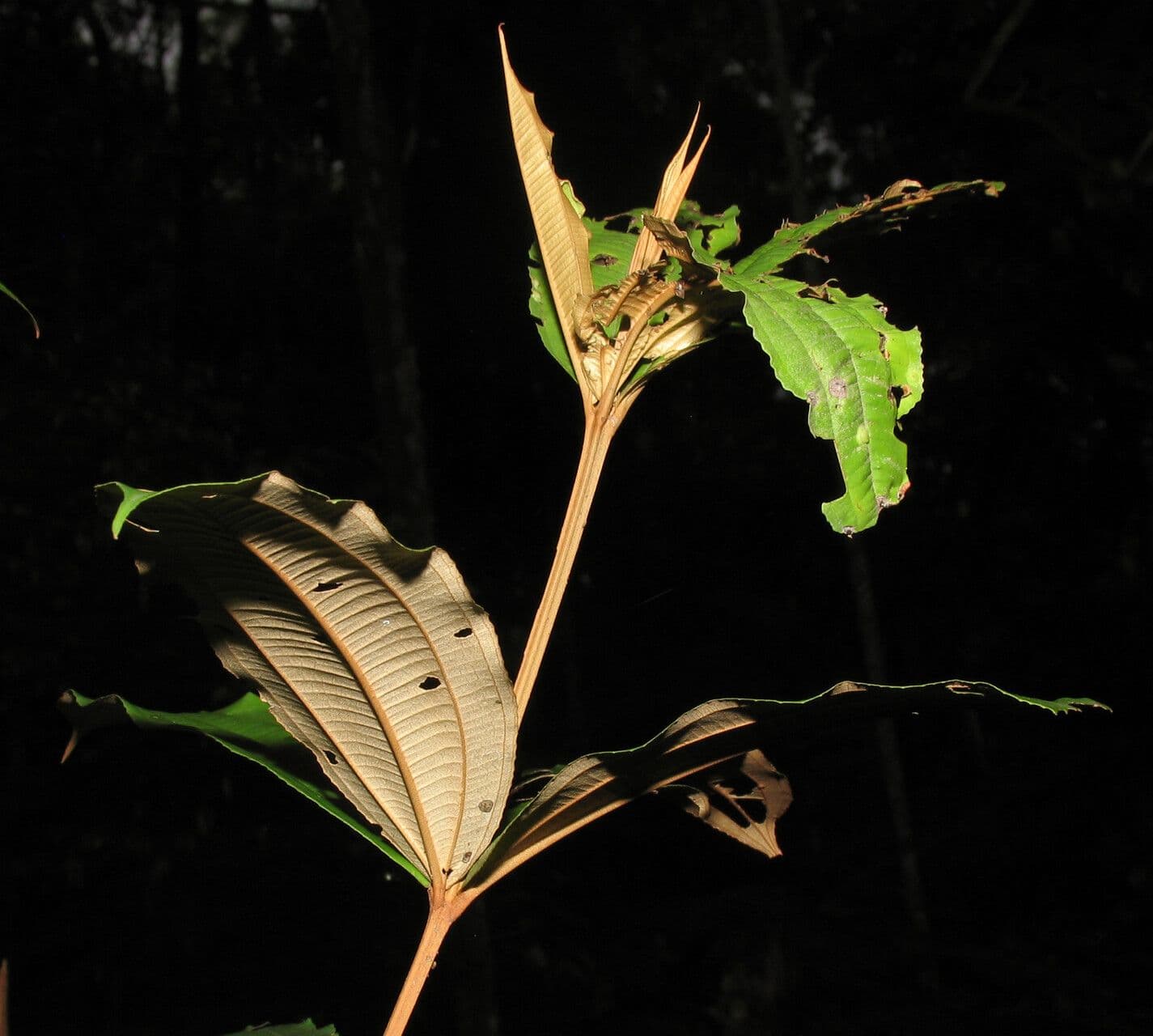 Miconia 3