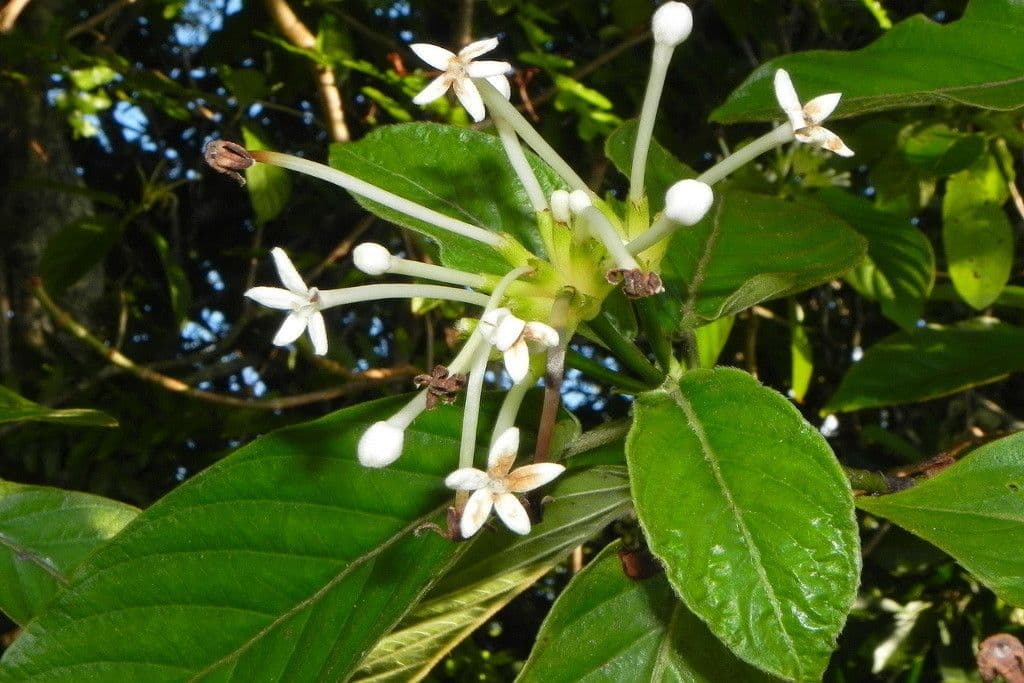 Psychotria 7