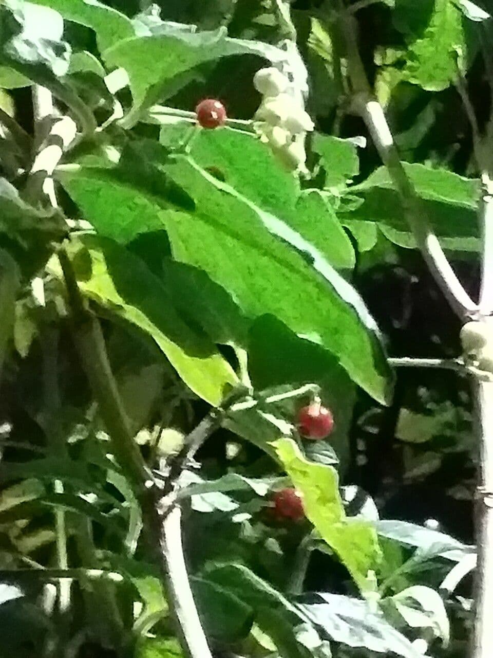 Psychotria punctata 6