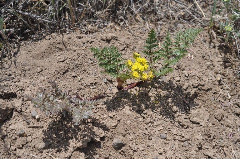 Lomatium 2